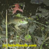 /home//u458753944/public_html/sourcegallery//////Frogs/More bullfrogs/PB010795.JPG